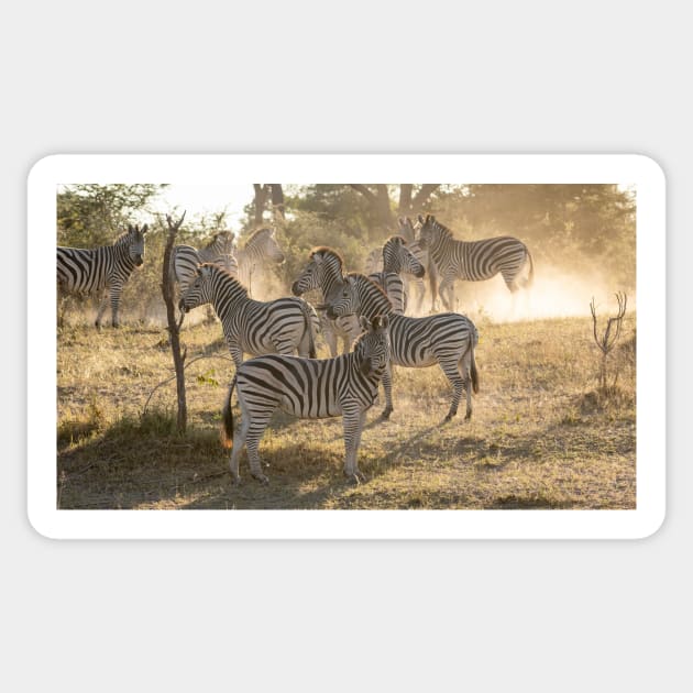 Zebras in the dust, Caprivi, Namibia Sticker by AndrewGoodall